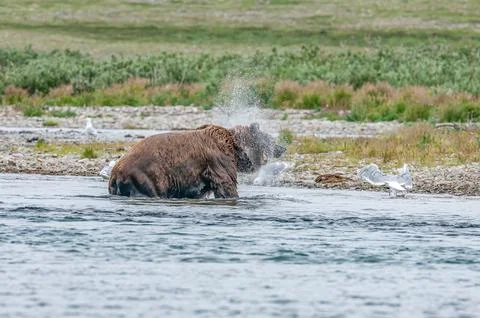 Bear by a stream in Alaska Stock Photos