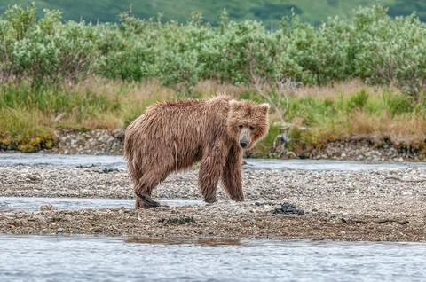 Bear by a stream in Alaska Stock Photos