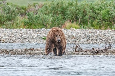 Bear by a stream in Alaska Stock Photos