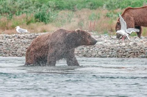 Bear by a stream in Alaska Stock Photos