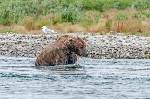 Bear by a stream in Alaska Stock Photos