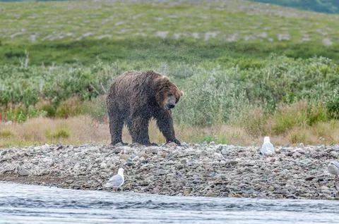 Bear by a stream in Alaska Stock Photos