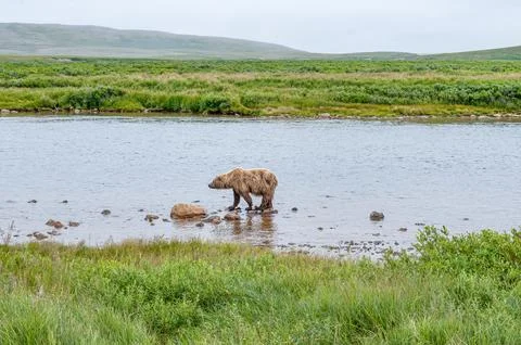 Bear by a stream in Alaska Stock Photos