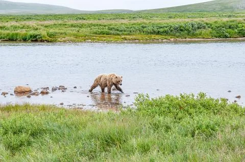 Bear by a stream in Alaska Stock Photos