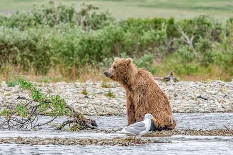 Bear by a stream in Alaska Stock Photos