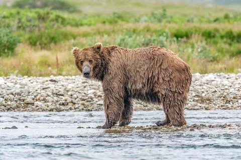 Bear by a stream in Alaska Stock Photos