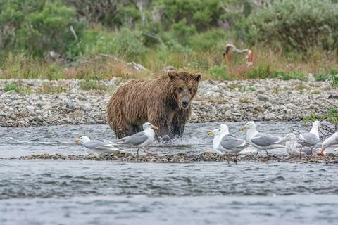 Bear by a stream in Alaska Stock Photos