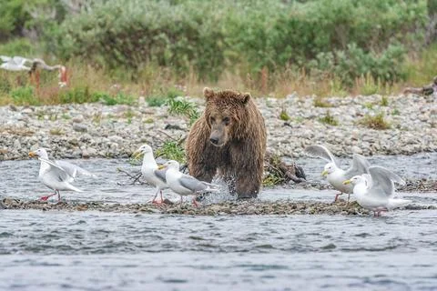 Bear by a stream in Alaska Stock Photos