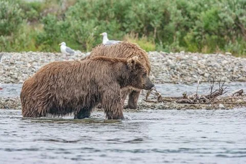 Bear by a stream in Alaska Stock Photos