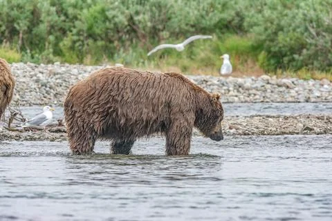 Bear by a stream in Alaska Stock Photos