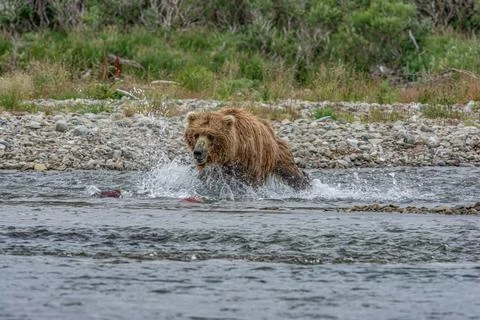 Bear by a stream in Alaska Stock Photos