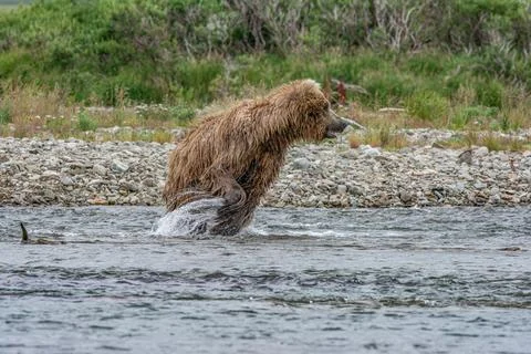 Bear by a stream in Alaska Stock Photos