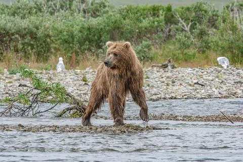 Bear by a stream in Alaska Stock Photos