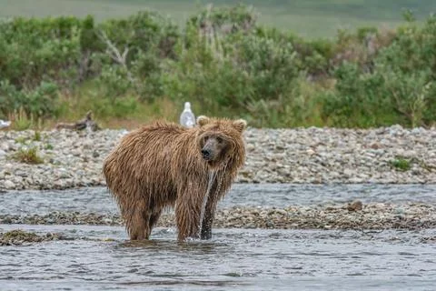 Bear by a stream in Alaska Foto stock