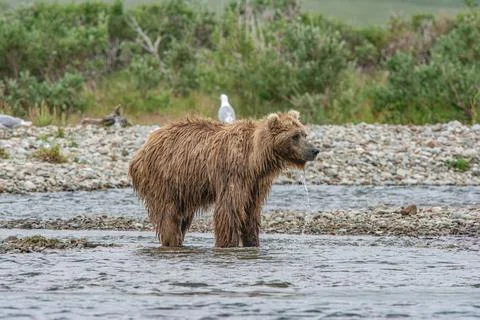 Bear by a stream in Alaska Stock Photos