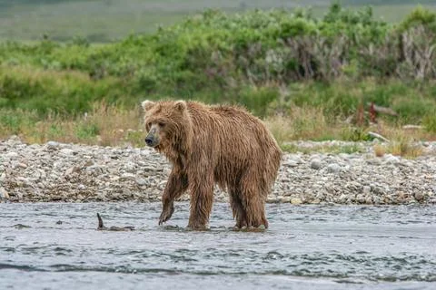 Bear by a stream in Alaska Stock Photos