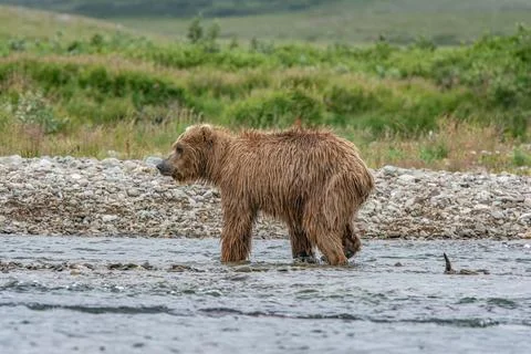 Bear by a stream in Alaska Stock Photos