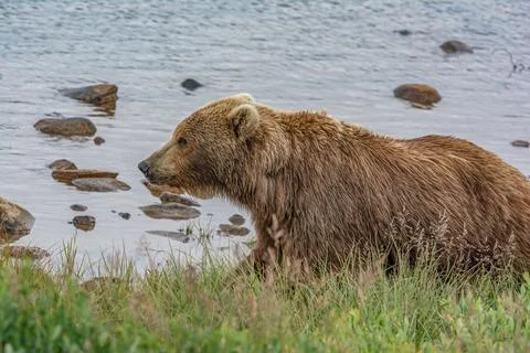 Bear by a stream in Alaska Stock Photos