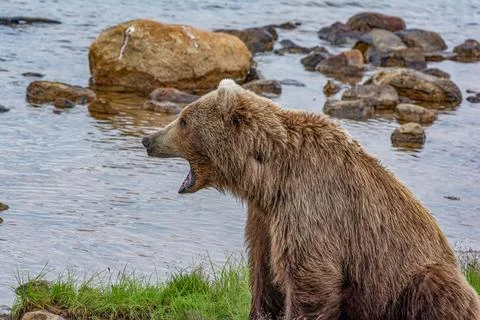 Bear by a stream in Alaska Stock Photos