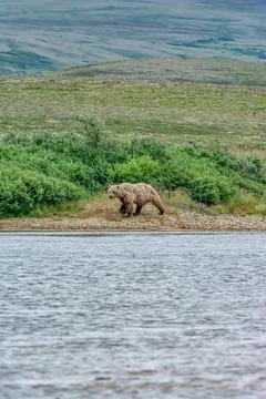 Bear by a stream in Alaska Foto stock