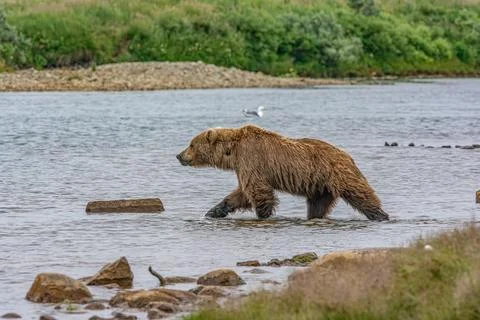 Bear by a stream in Alaska Stock Photos