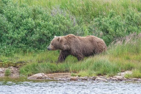 Bear by a stream in Alaska Stock Photos