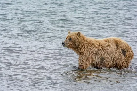 Bear by a stream in Alaska Stock Photos