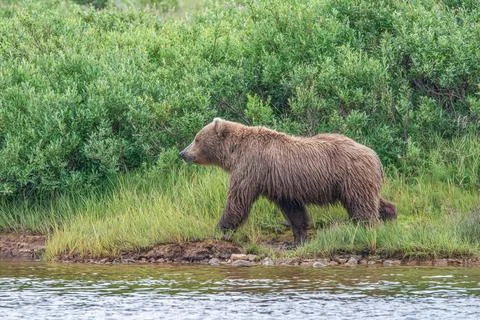 Bear by a stream in Alaska Stock Photos