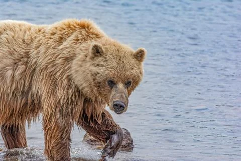 Bear by a stream in Alaska Stock Photos