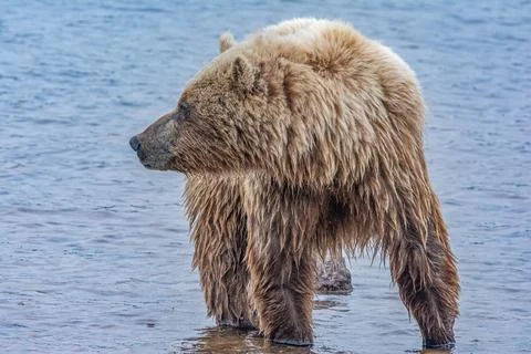 Bear by a stream in Alaska Stock Photos