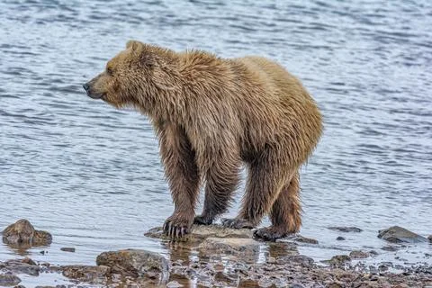 Bear by a stream in Alaska Stock Photos