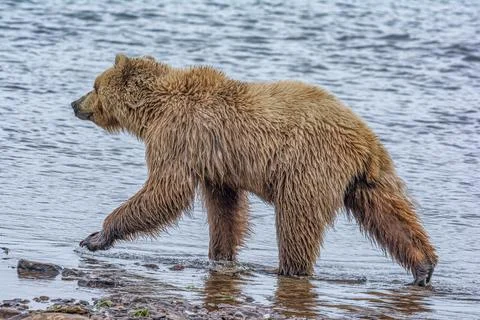 Bear by a stream in Alaska Stock Photos