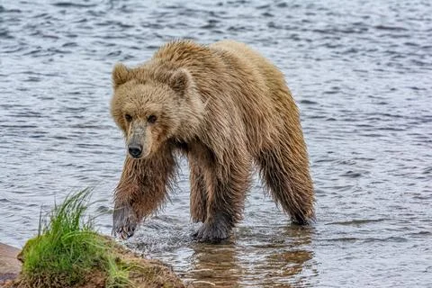 Bear by a stream in Alaska Foto stock