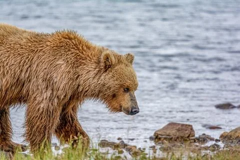 Bear by a stream in Alaska Stock Photos