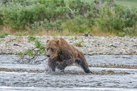 Bear by a stream in Alaska Stock Photos