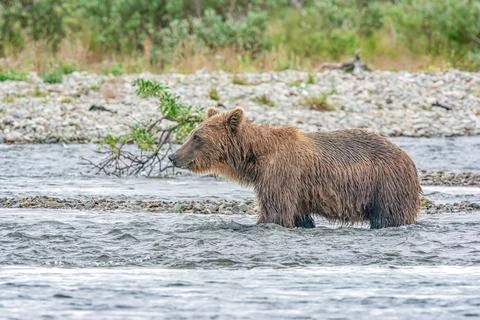 Bear by a stream in Alaska Stock Photos
