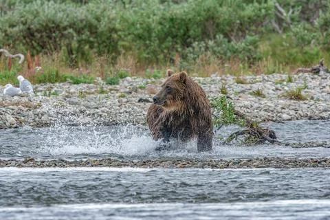 Bear by a stream in Alaska Stock Photos
