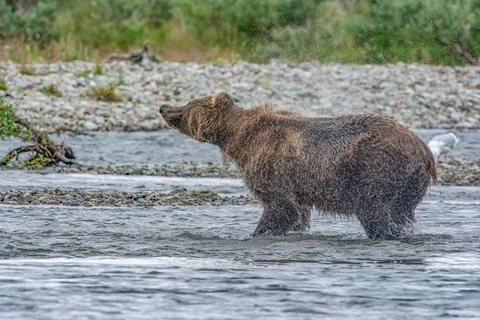 Bear by a stream in Alaska Foto stock