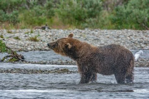 Bear by a stream in Alaska Stock Photos