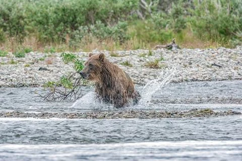 Bear by a stream in Alaska Stock Photos