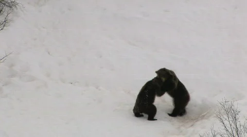 THE BEAR STRUGGLE 動画素材 706910