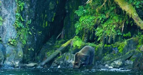 The bear stuck his head into the river looking for fish. Stock Photos