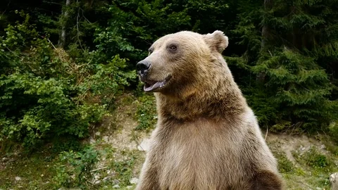 The bear suddenly appears in front of the camera. 스톡 동영상 120063750