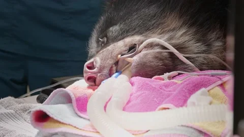 Bear Surgery Stock Footage 170856315