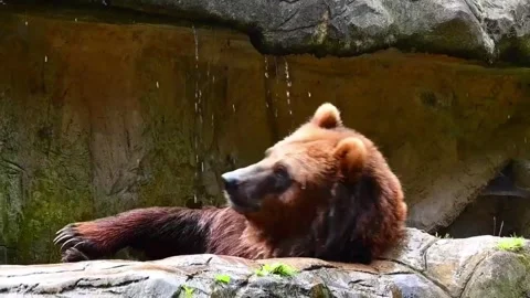 Bear taking a bath in a pool at a zoo during daytime in Germany Stock Footage 340194309