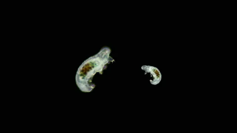 Bear Tardigrada under a microscope Video stock 123298385