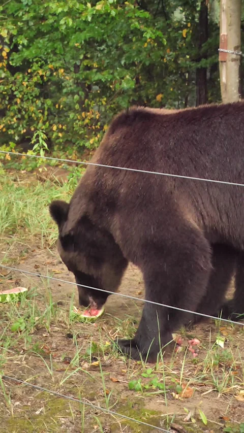 Bear tastes a piece of watermelon in the forest, brown bear eats a watermelon 스톡 동영상 252138851
