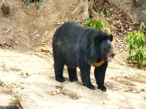 Bear in thailand zoo. Stock Footage