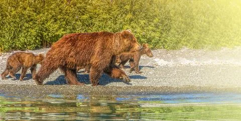 Bear with three cubs on the lake with reflection on sunlight with copy space Stock Photos