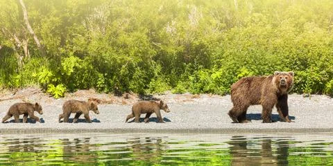 Bear with three cubs on the lake with reflection on sunlight with copy space Stock Photos